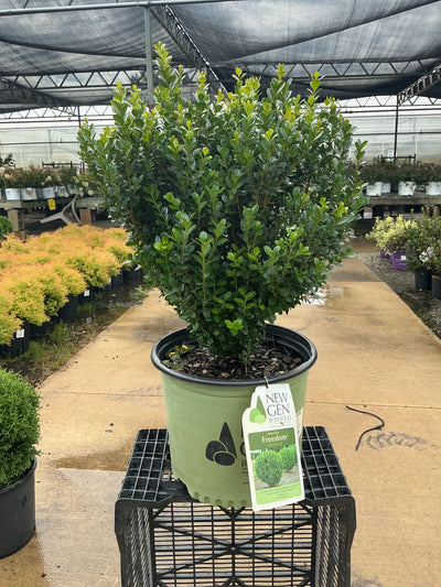 Buxus NewGen Freedom