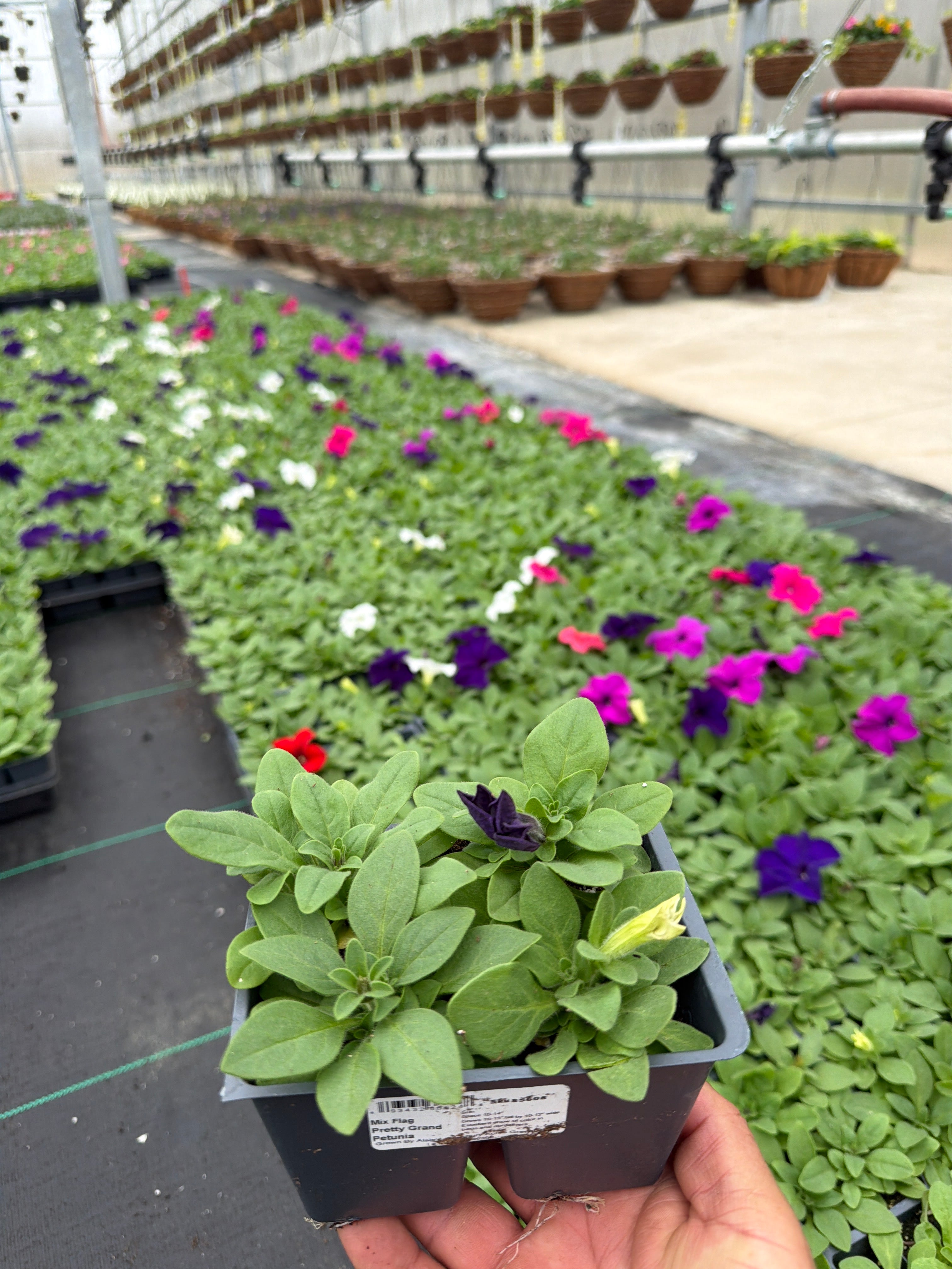 Petunia Pretty Grand Mix Flag - 4 Pack Annual