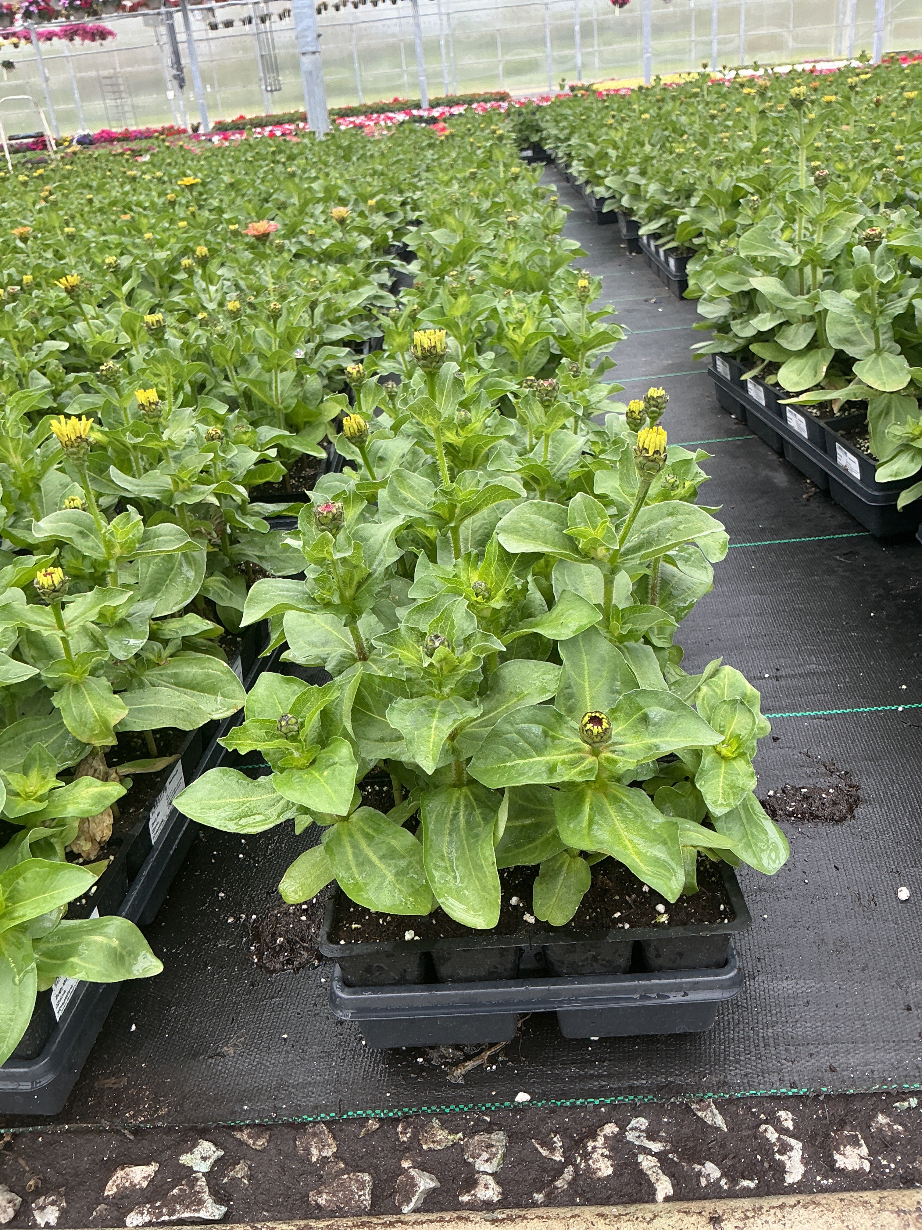 Zinnia Dreamland Zesty Mix - 4 Pack Annual