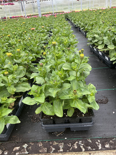 Zinnia Dreamland Zesty Mix - 4 Pack Annual
