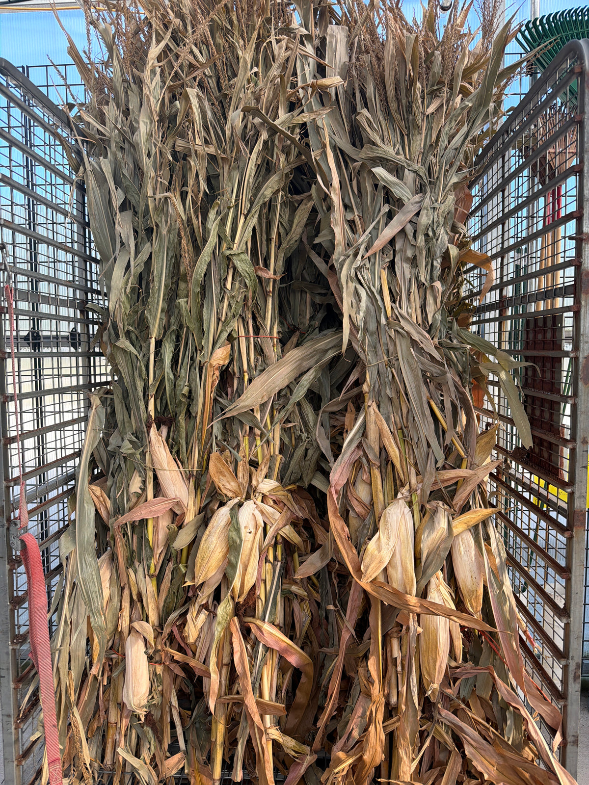 Corn Stalks