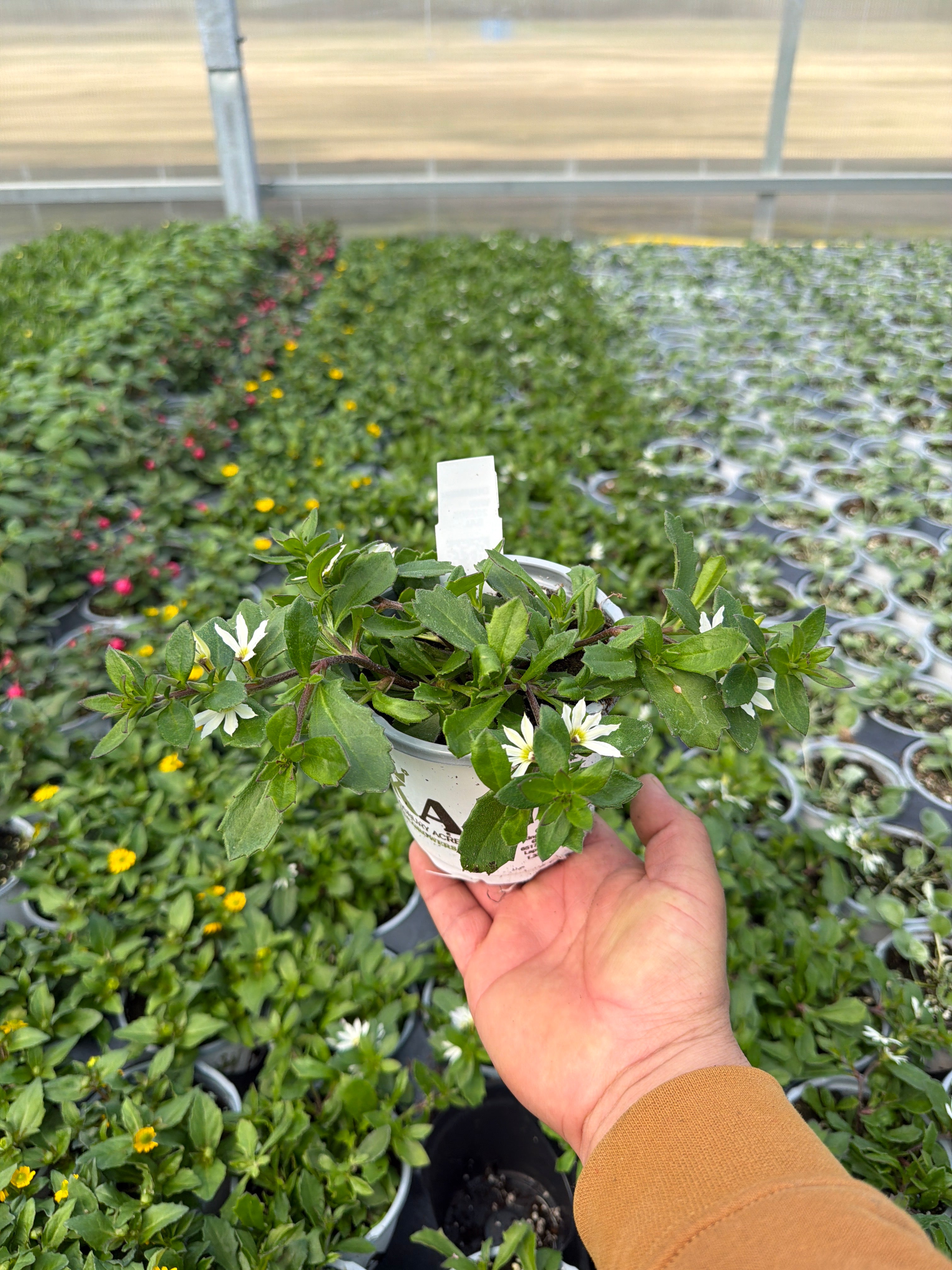 Scaevola Scala White Dove - 4.33" Premium Annual