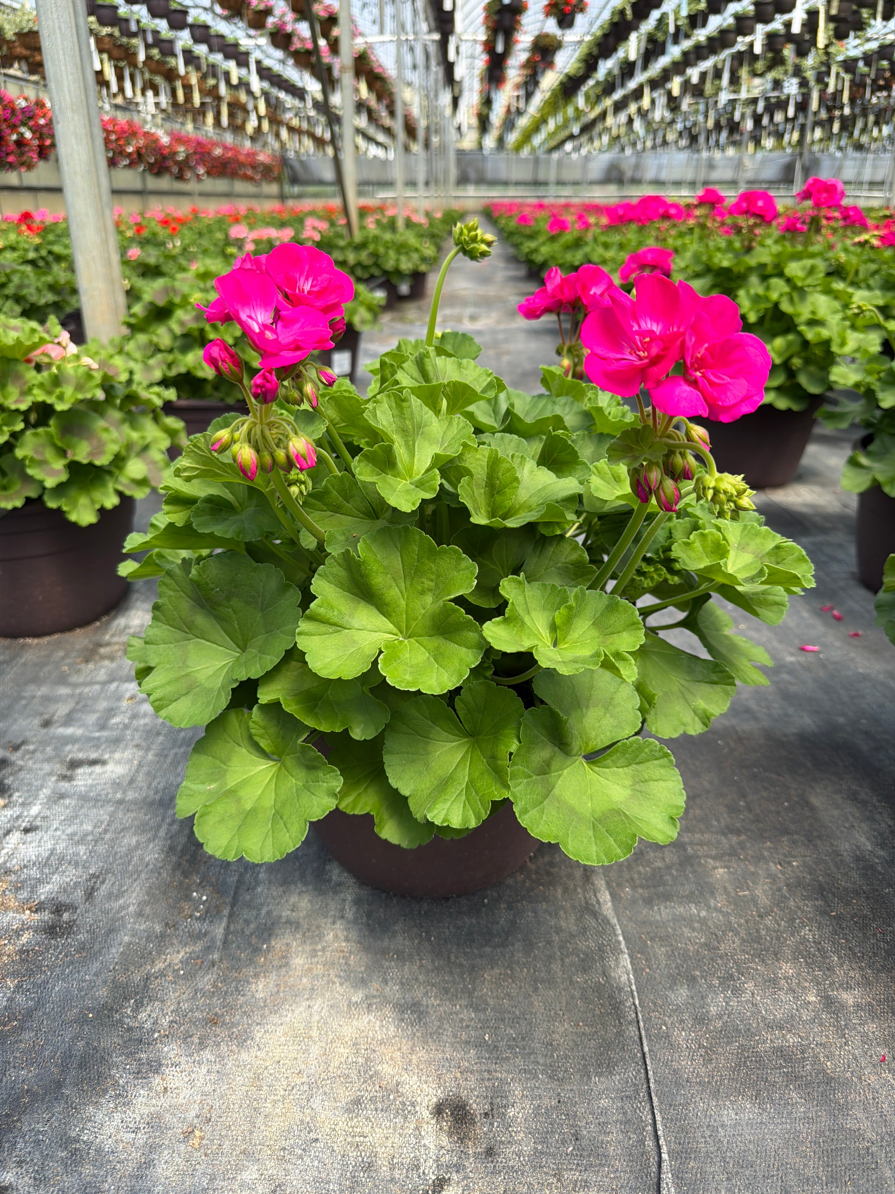 Geranium Dynamo Purple - 10" Planter