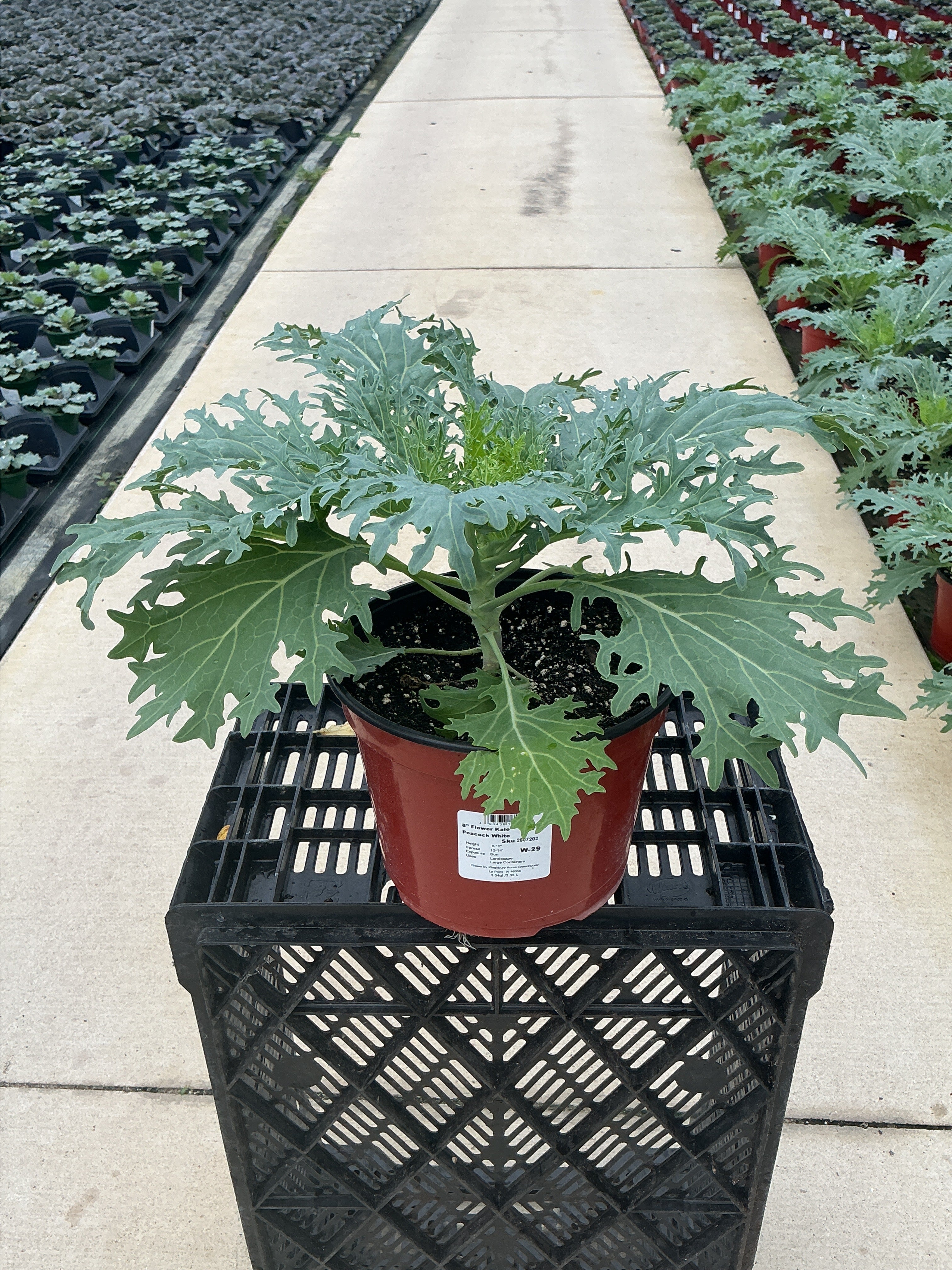 Peacock White Ornamental Kale - 8" Fall Annuals