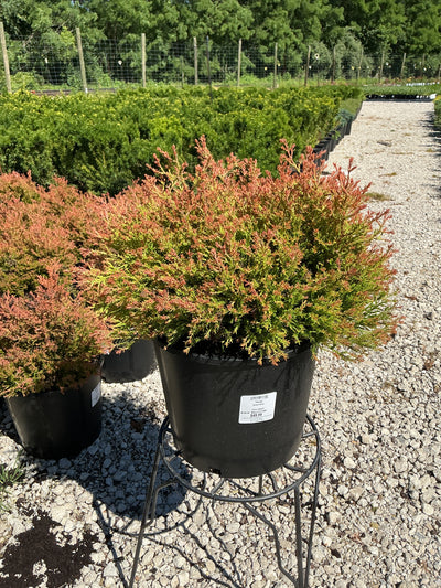Thuja Fire Chief