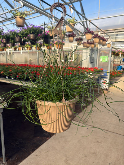 Juncus effusus 'Spiralis' - 8" Hanging Basket