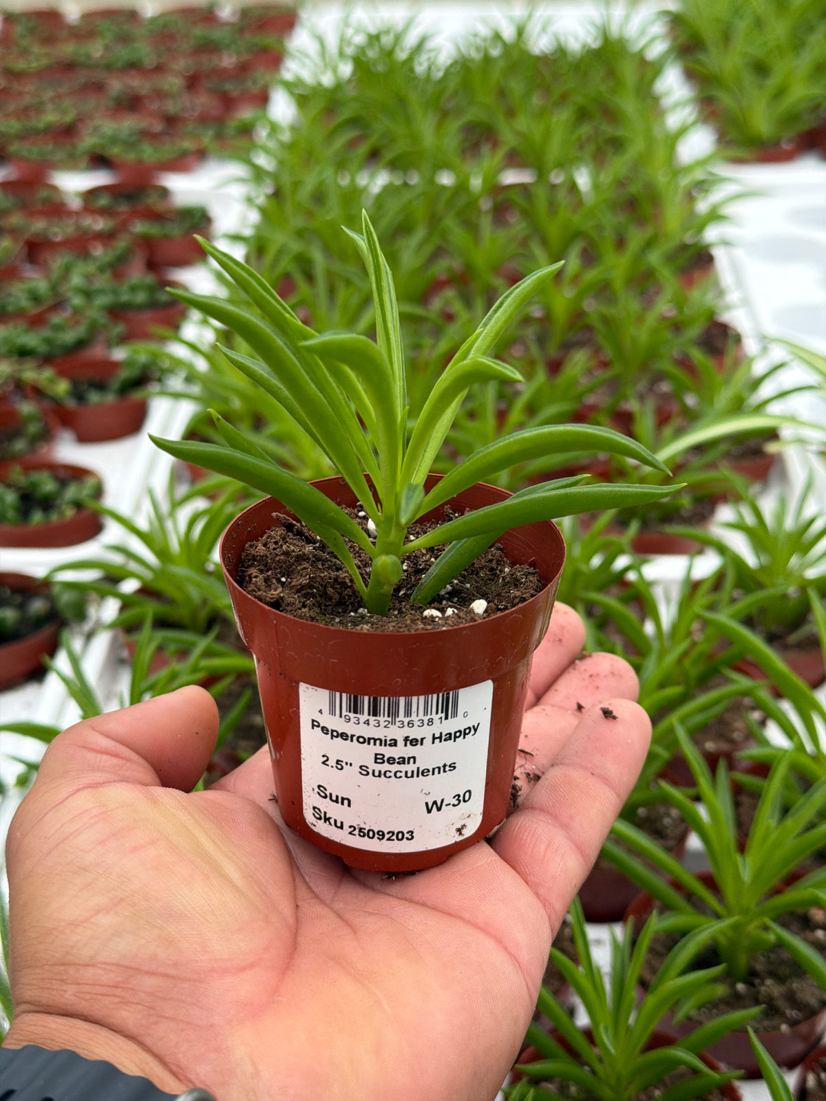 Peperomia fer Happy Bean - 2.5" Succulent