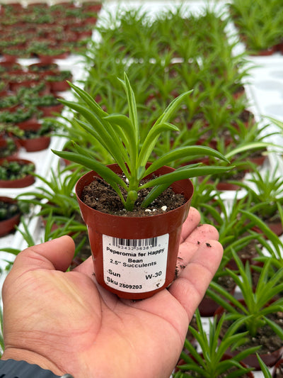 Peperomia fer Happy Bean - 2.5" Succulent