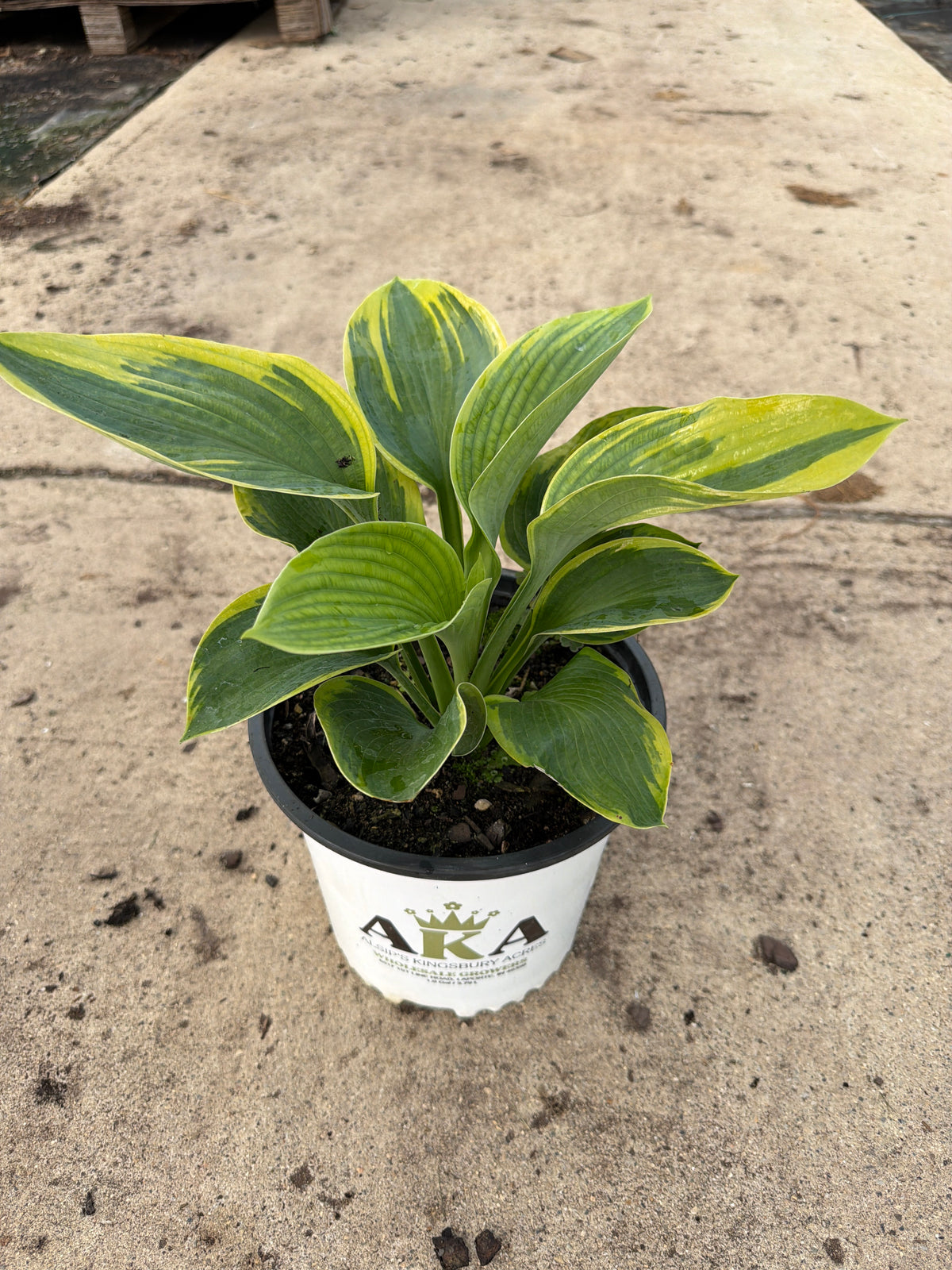Hosta Plantain Lily Dream Queen