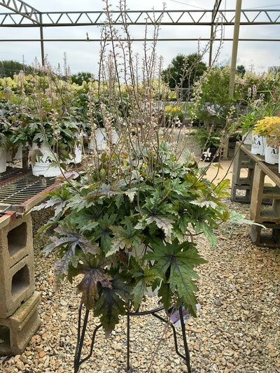 Tiarella Foam Flower Cutting Edge