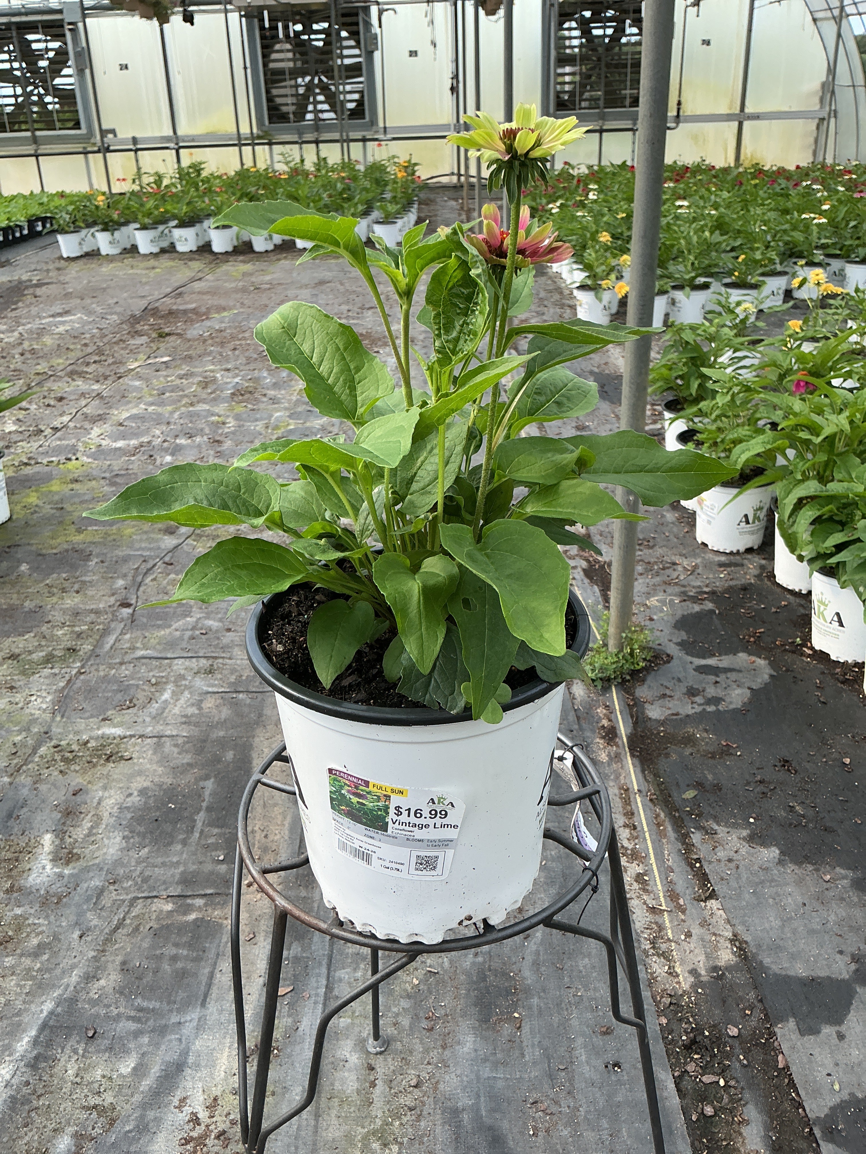 Echinacea Coneflower Prarie Blaze Vintage Lime