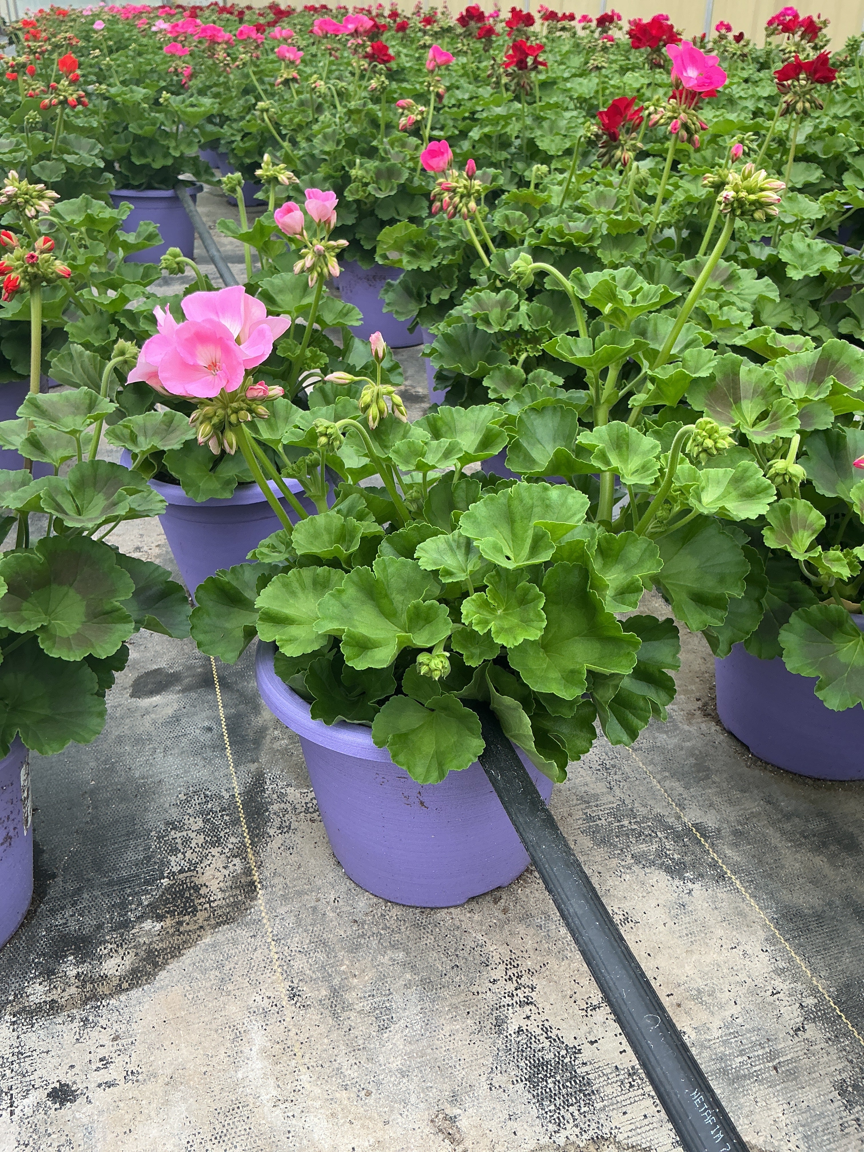 Geranium Dynamo Pink Light - 8" Planter