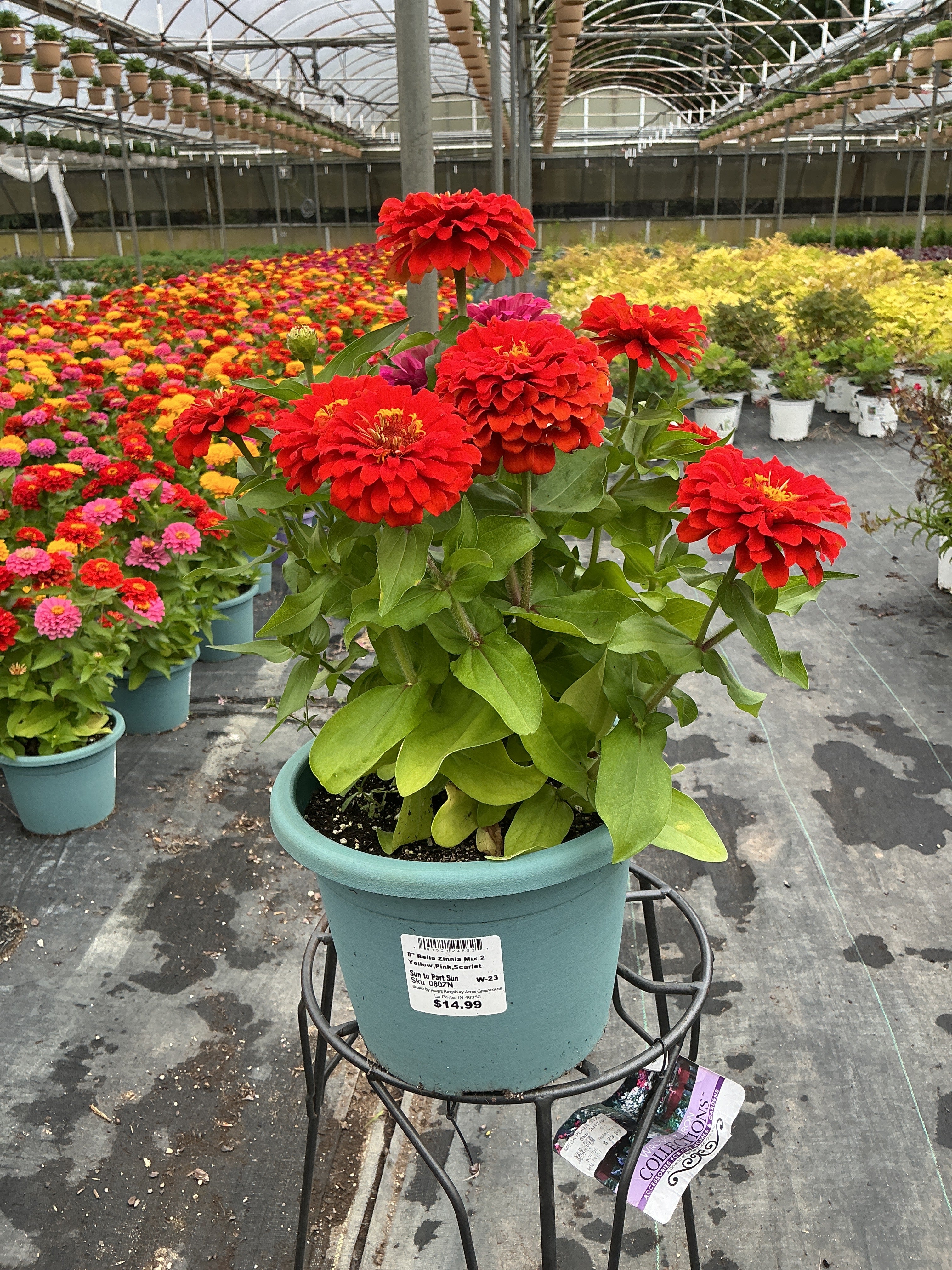 Zinnia Mix 2 - 8" Planter