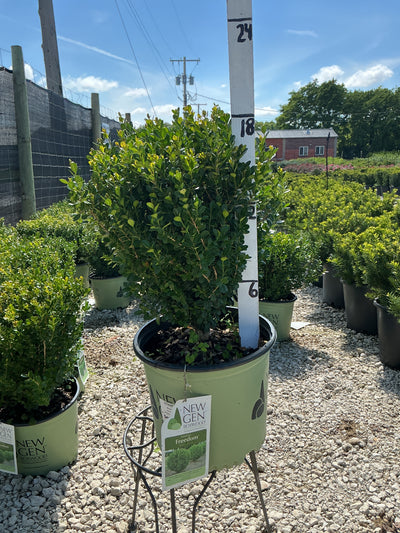 Buxus NewGen Freedom