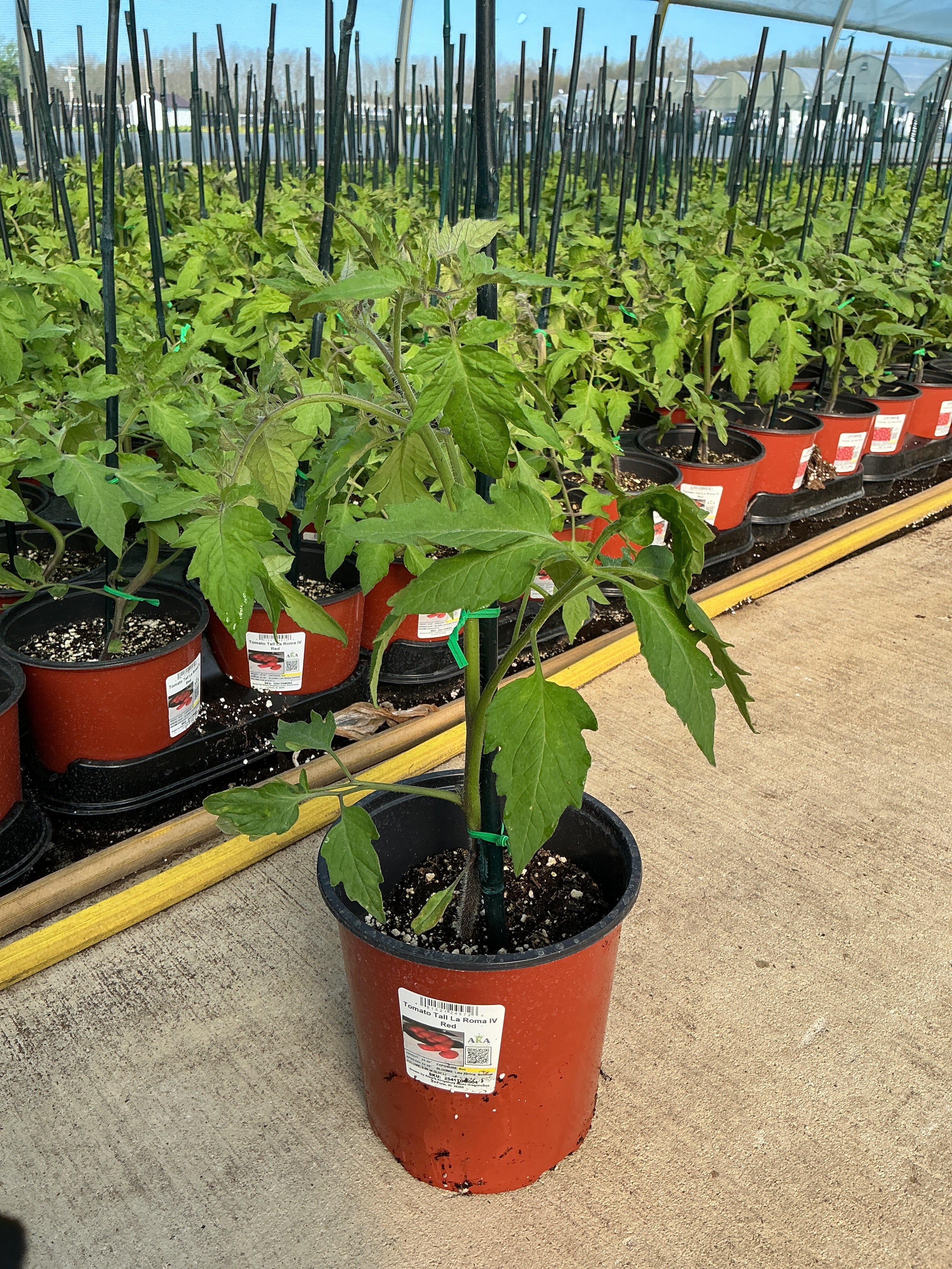 Tomato TALL La Roma IV Red - 6.3" Staked Vegetables