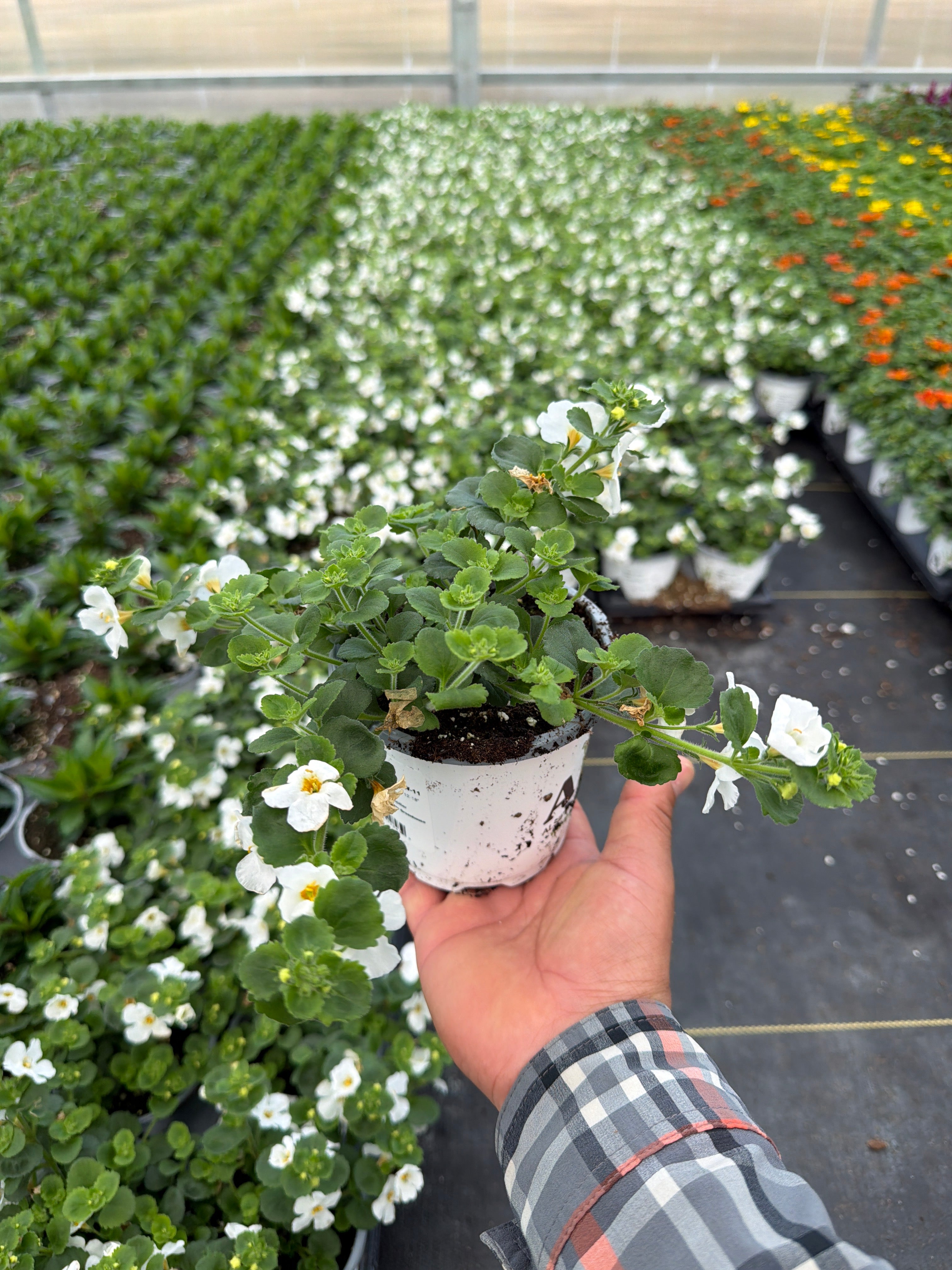 Bacopa Versa White - 4.33" Premium Annual