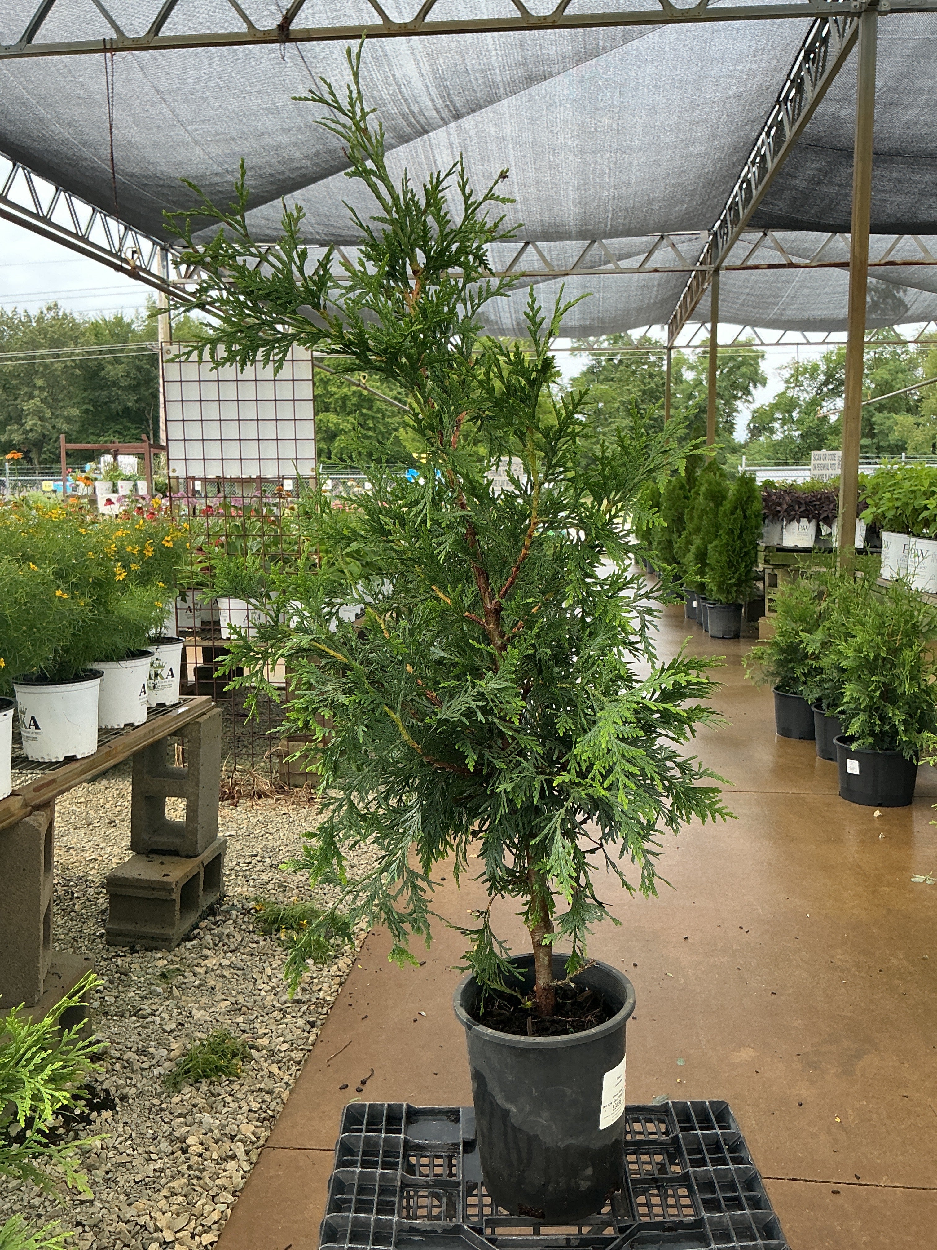 Arborvitae  Green Giant