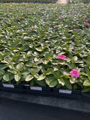 Vinca Titan Icy Pink - 4 Pack Annual