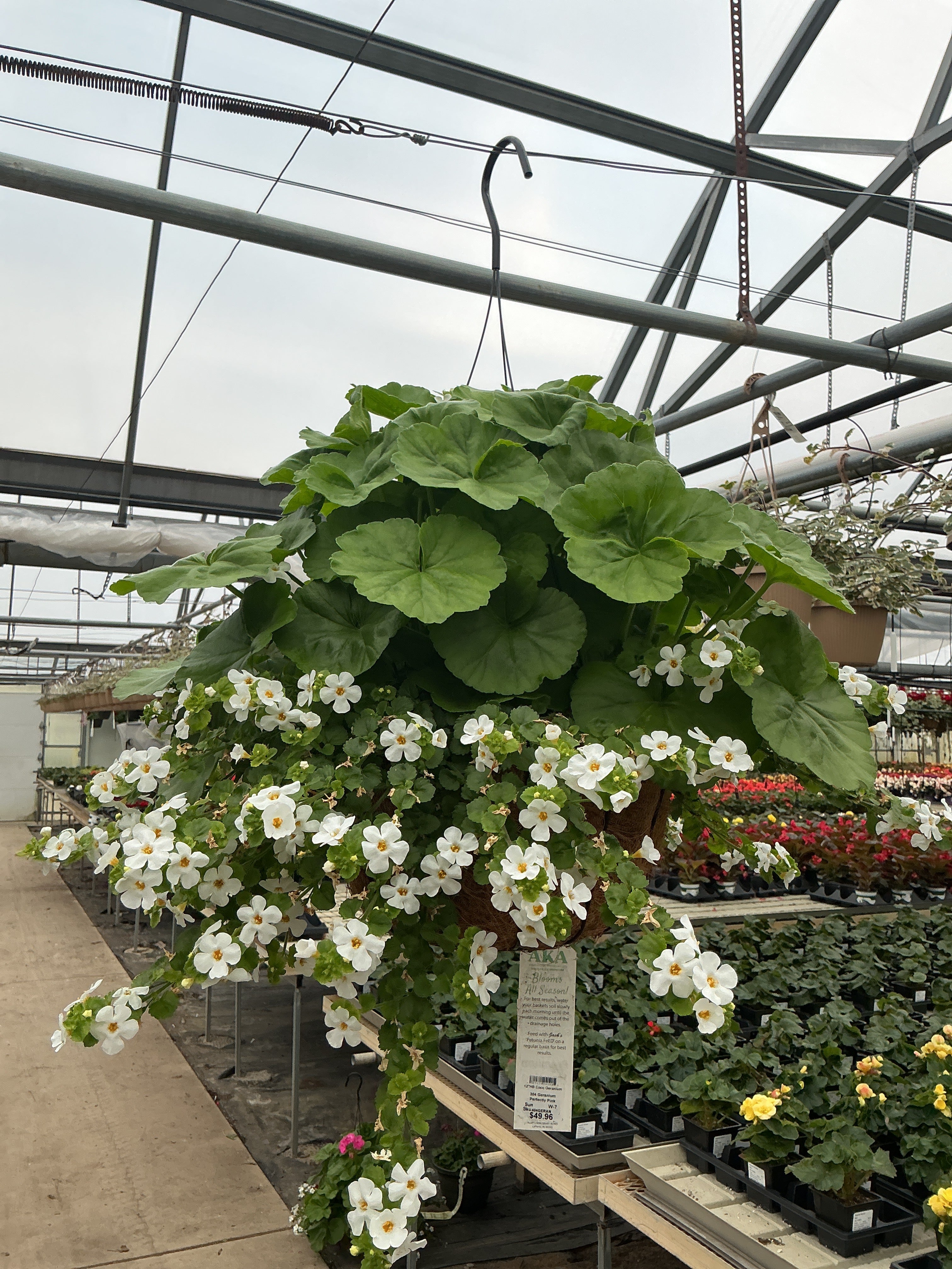 304 Geranium Perfectly Pink - 12" Coco Hanging Basket