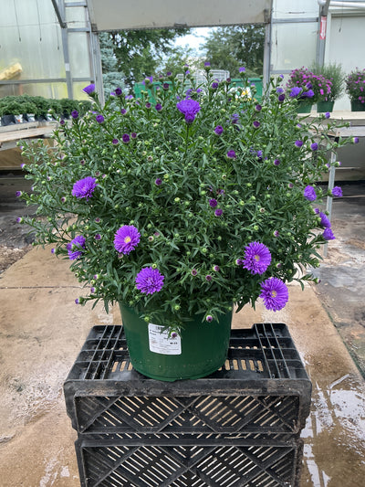 Magic Purple Aster - 9" Fall Asters
