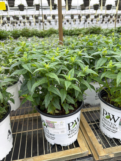 Monarda Bee Balm Upscale Lavender Taffeta