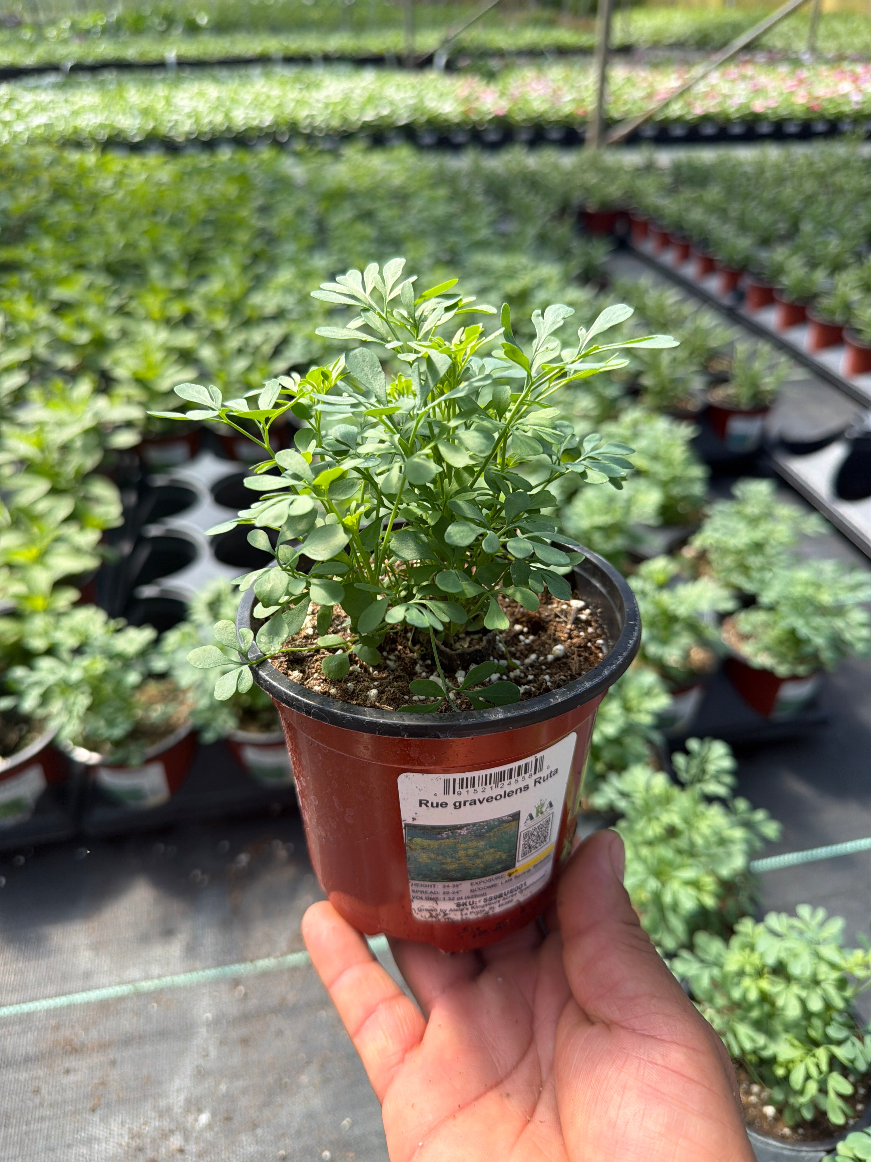 Common Rue, graveolens Ruta - 4.33" Potted Herb
