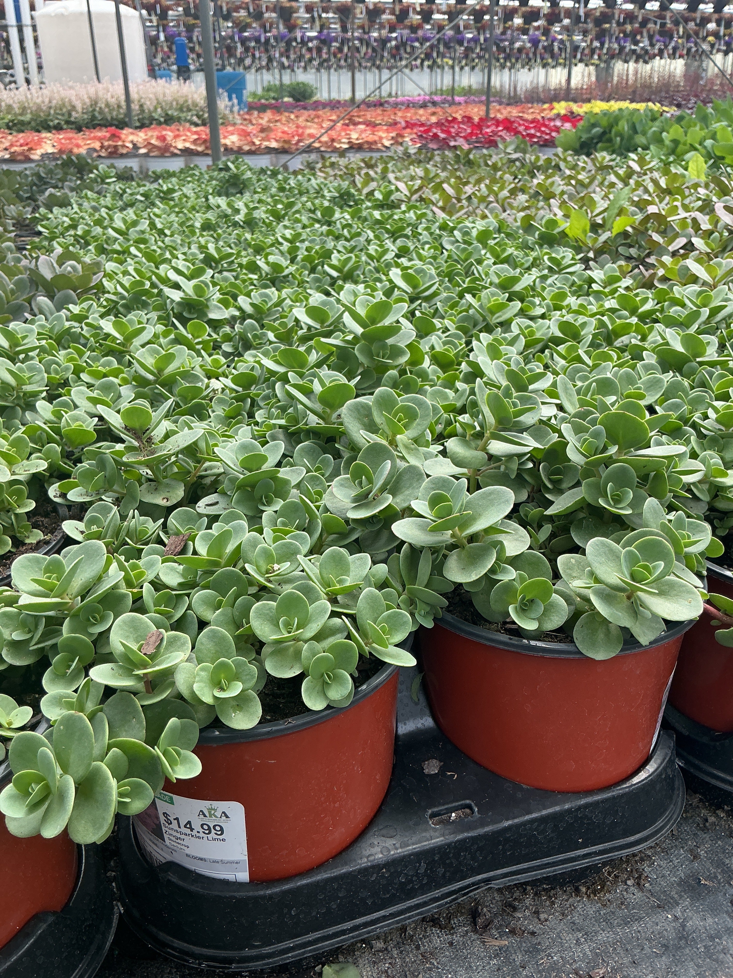 Sedum Stonecrop Sunsparkler Lime Zinger - 6" Perennial