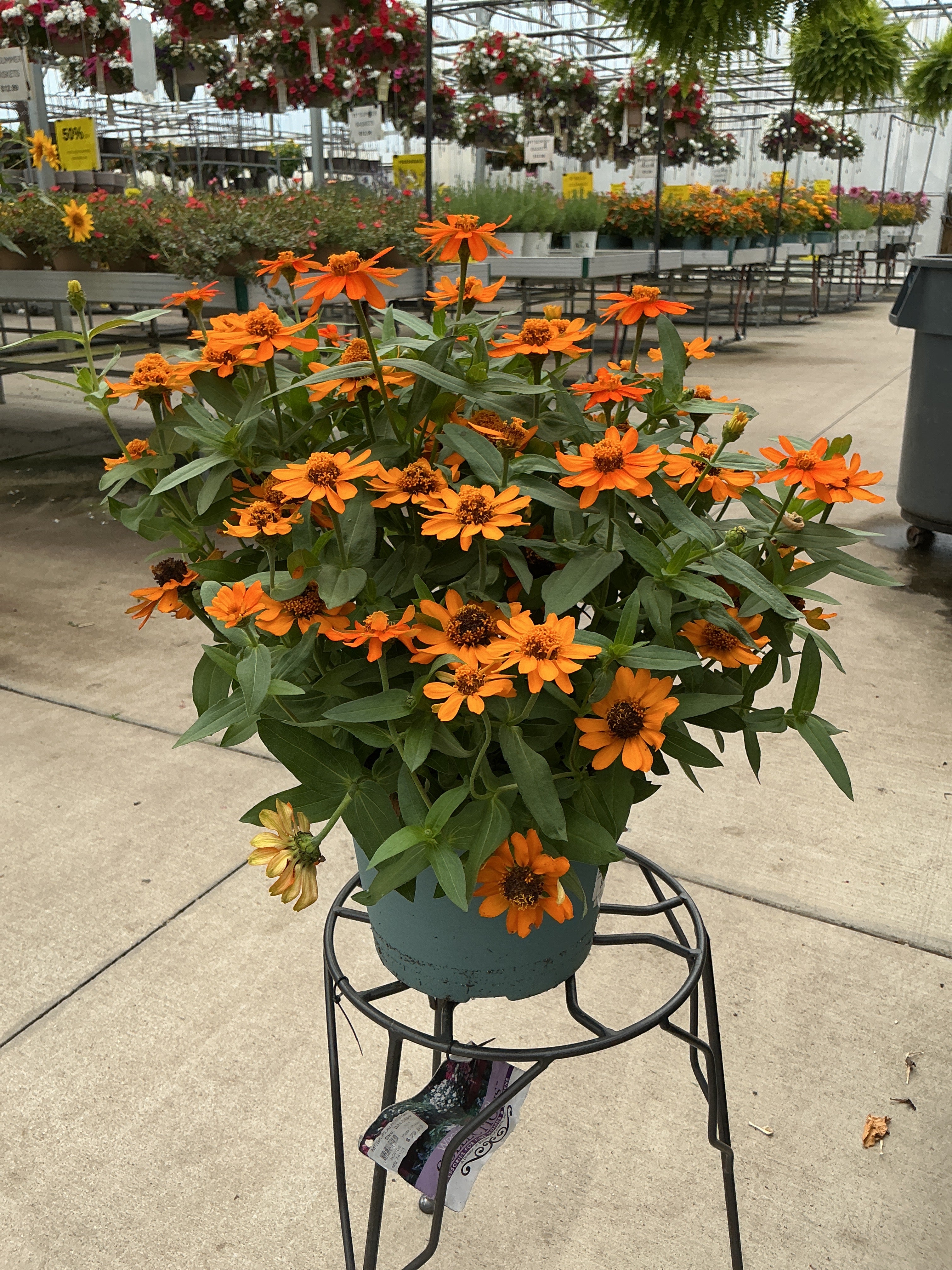 Zinna Profusion Orange   - 8" Planter