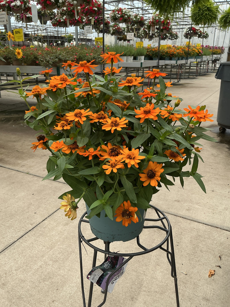 Zinna Profusion Orange   - 8" Planter