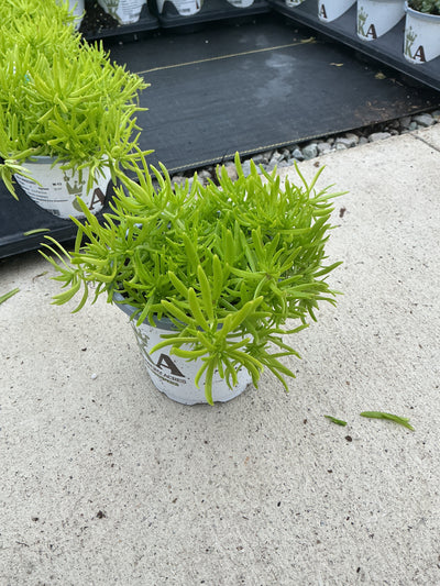 Sedum Lemon Ball - 4.33" Premium Annual