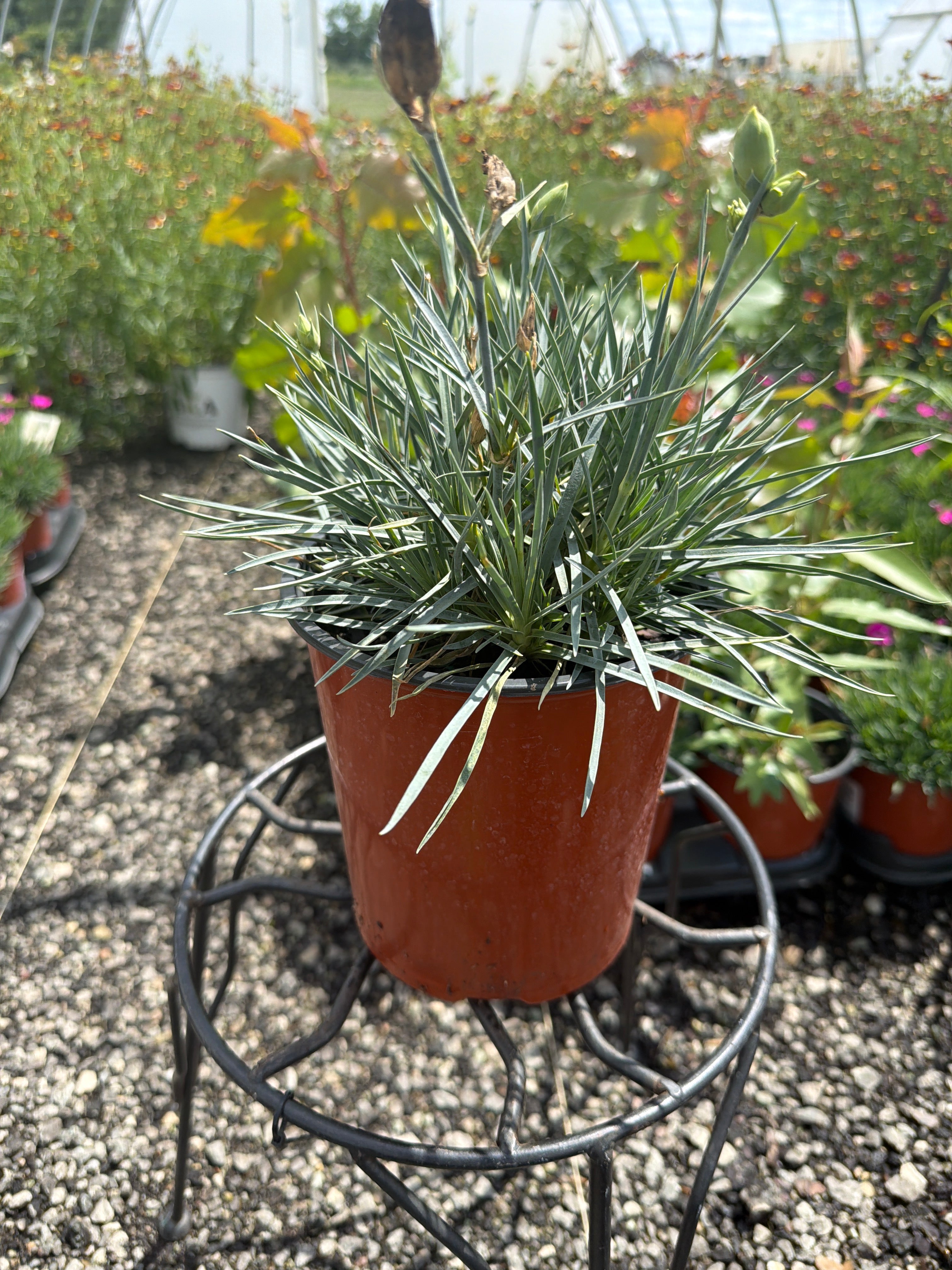 Dianthus Pinks Hello Yellow - 6" Perennial