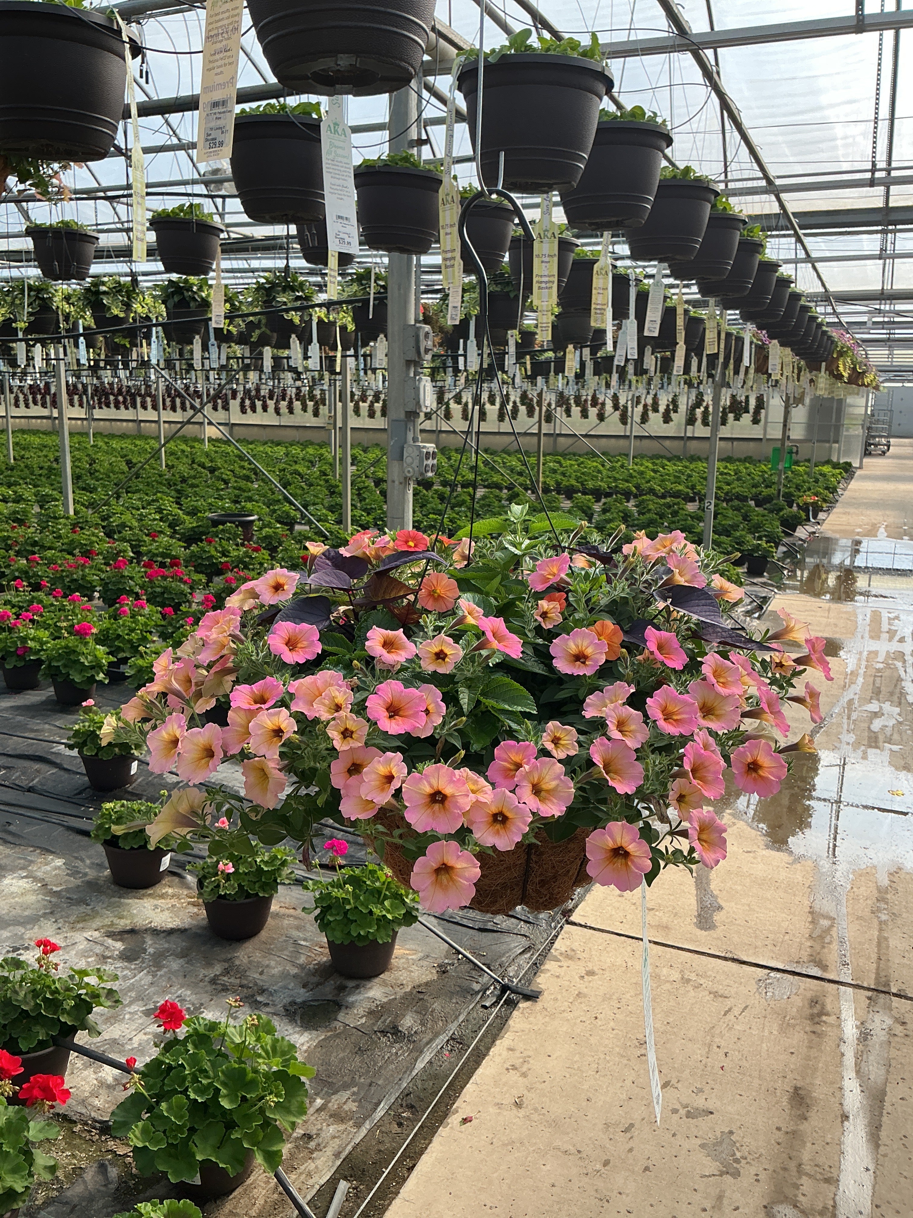407 Bandolista - 12" Coco Hanging Basket