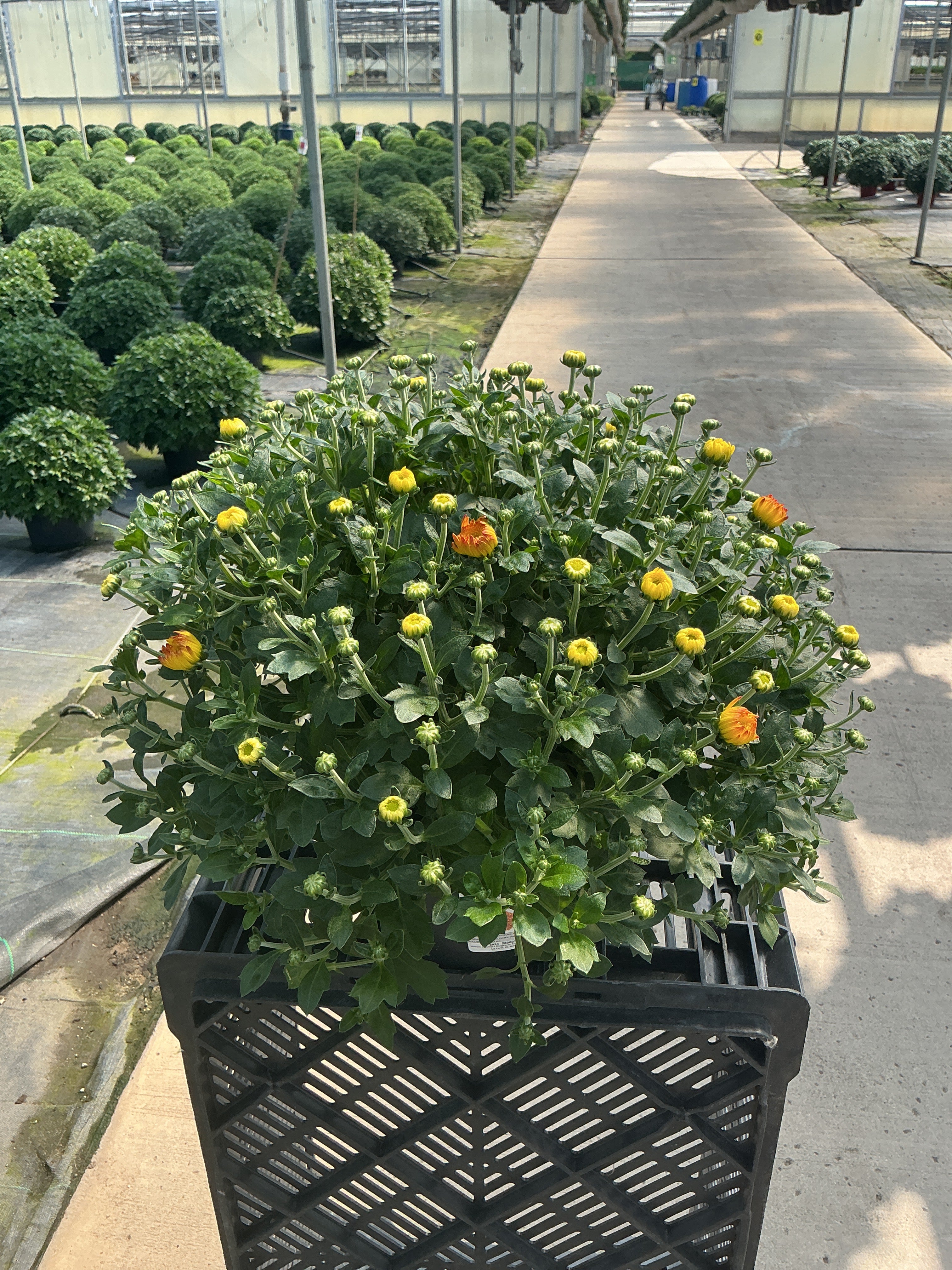Solar Flare - 8"x5" Potted Garden Mum