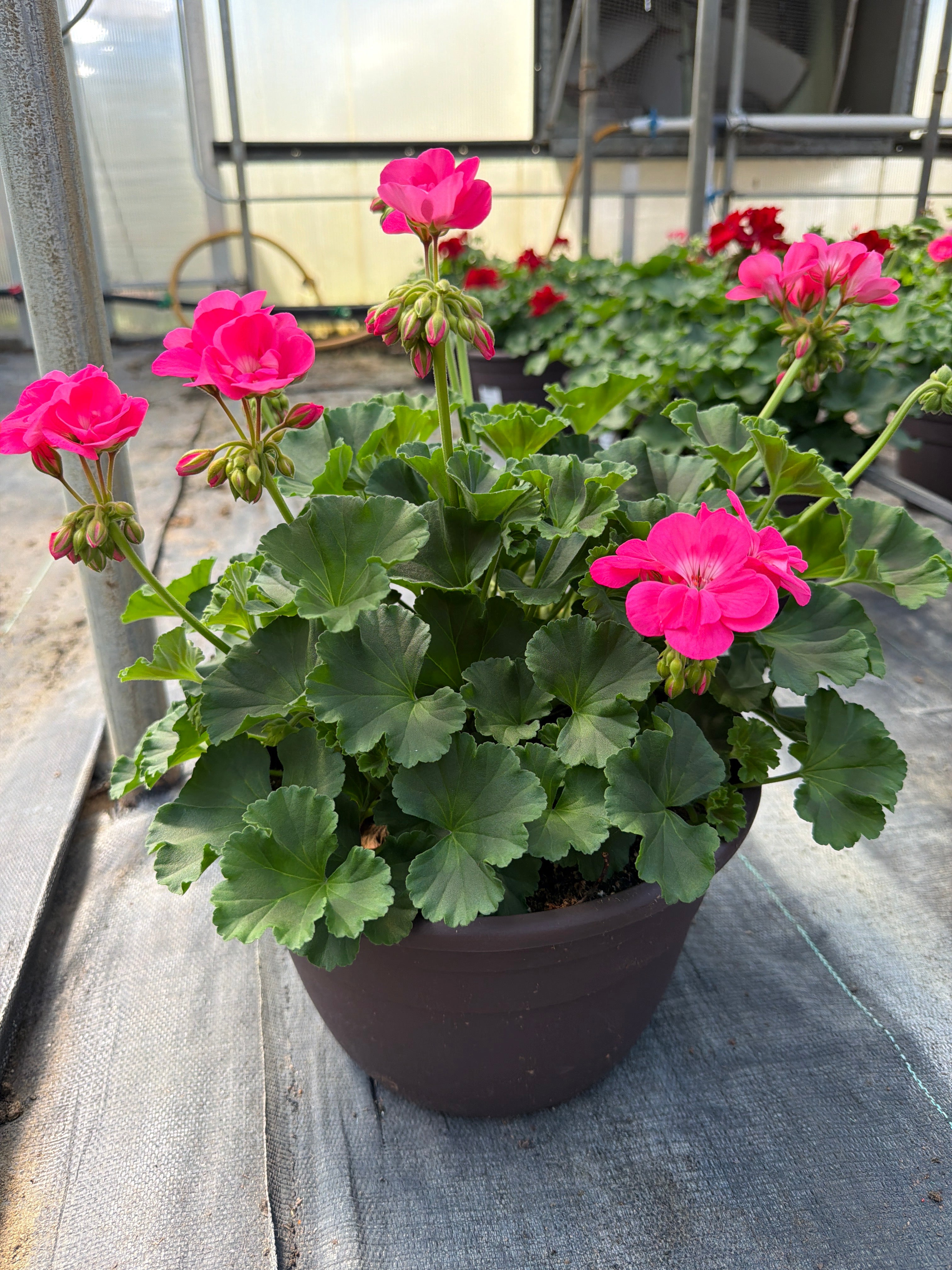 Geranium Dynamo Pink Hot - 10" Planter