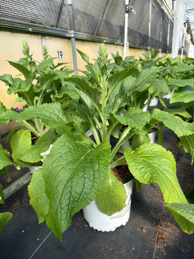 Digitalis Foxglove Arctic Fox Rose