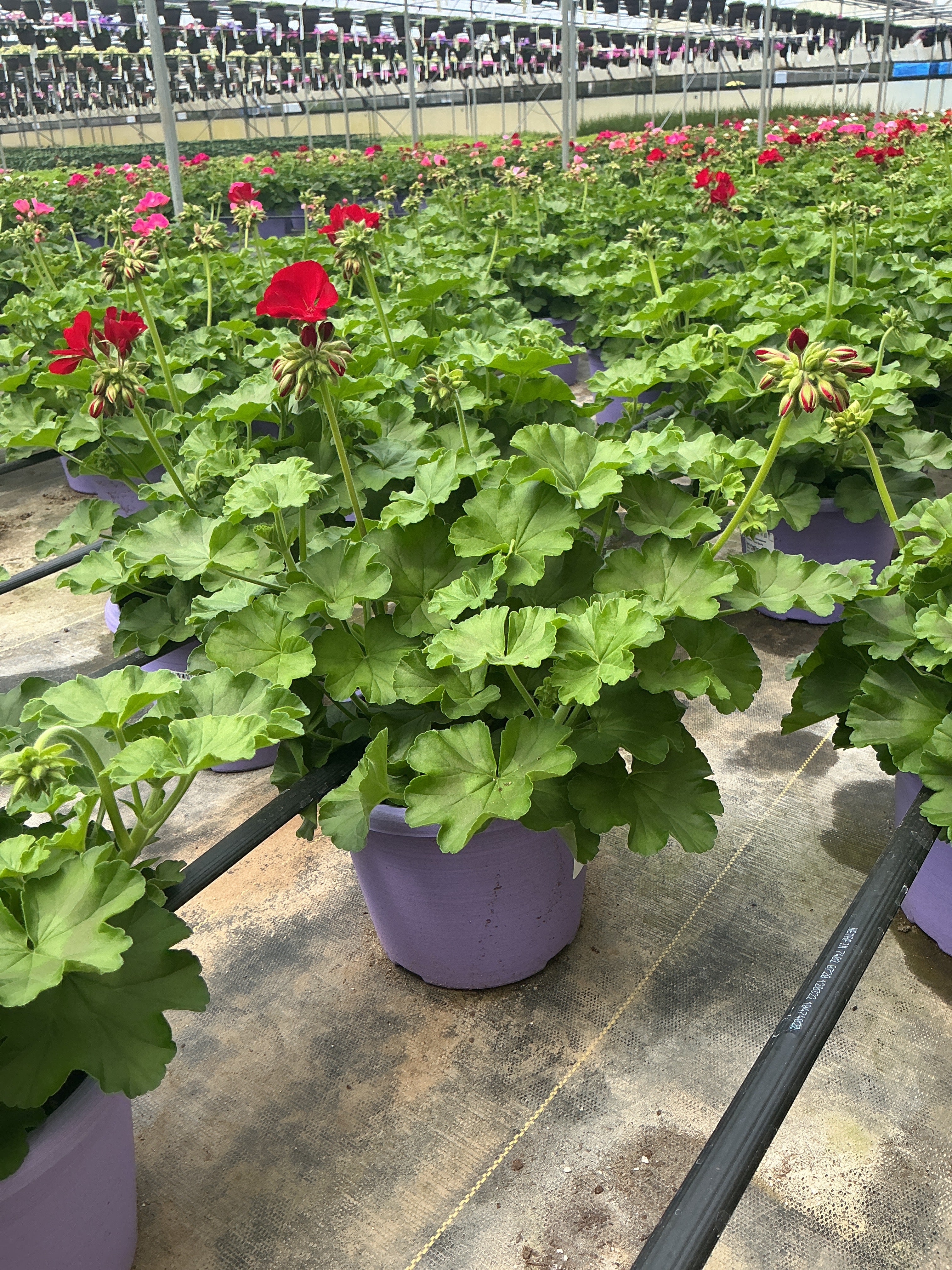 Geranium Dynamo Red Dark - 8" Planter