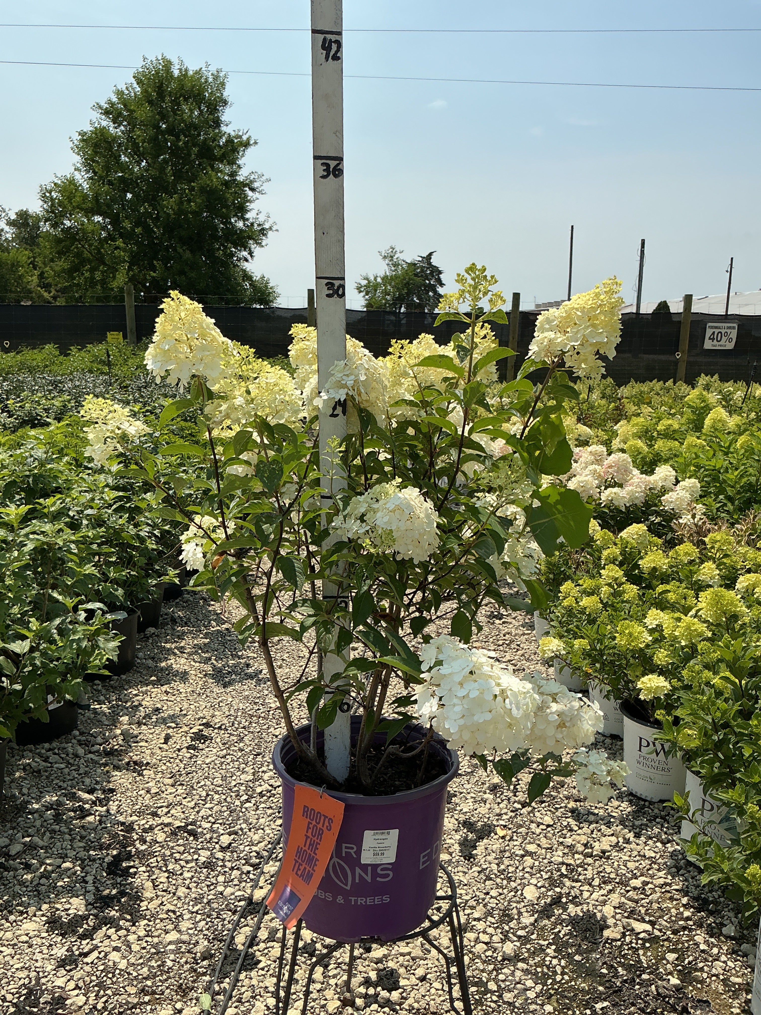 Hydrangea Vanilla Strawberry