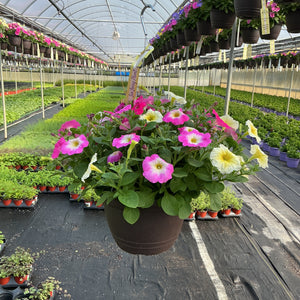 Petunia Easy Wave 703 Salt Water Taffey Mix - 11" Hanging Basket