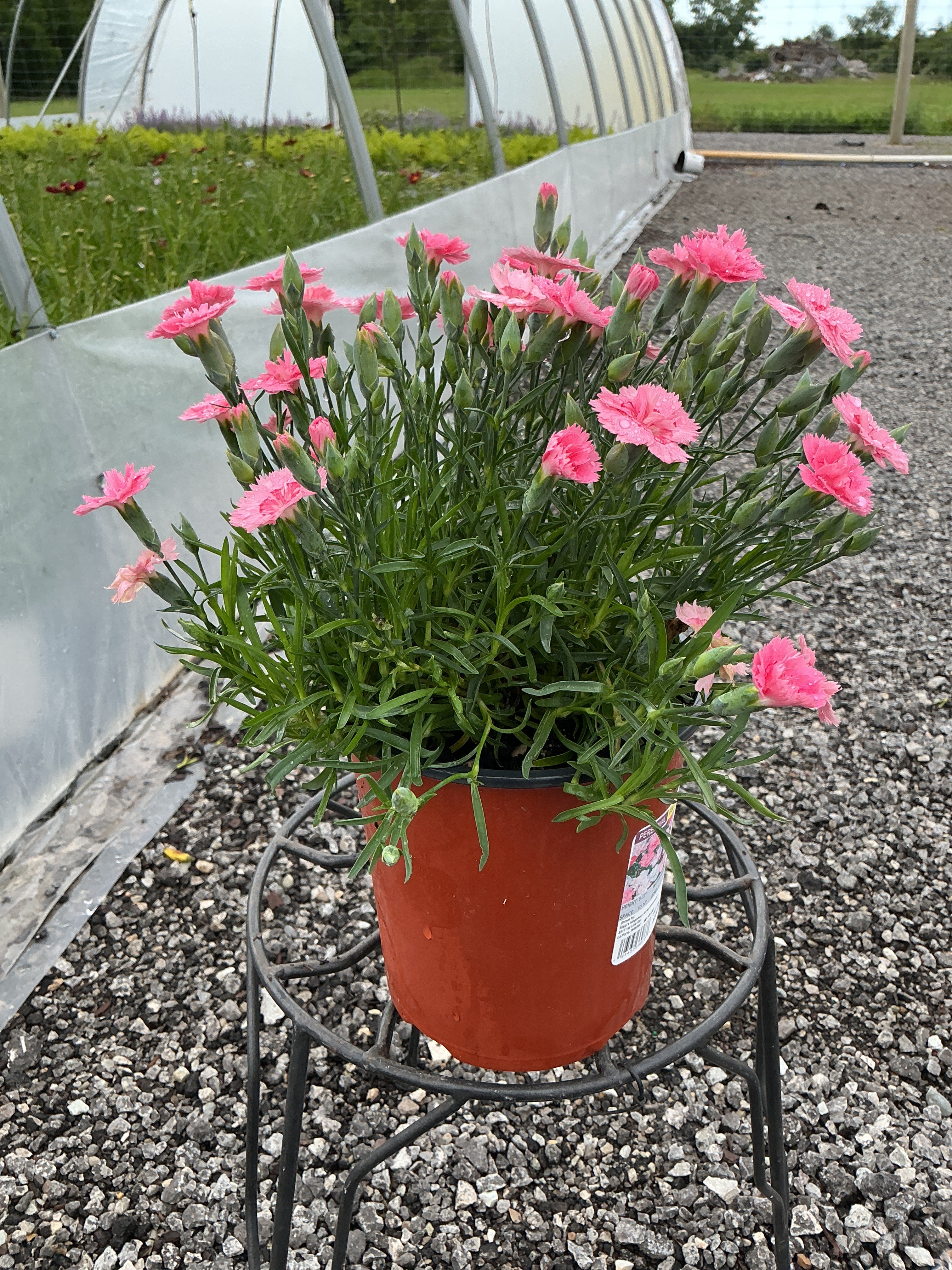 Dianthus Pinks Everlast Pink to White - 6" Perennial