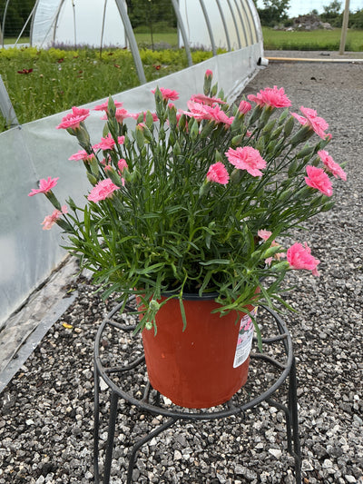 Dianthus Pinks Everlast Pink to White - 6" Perennial