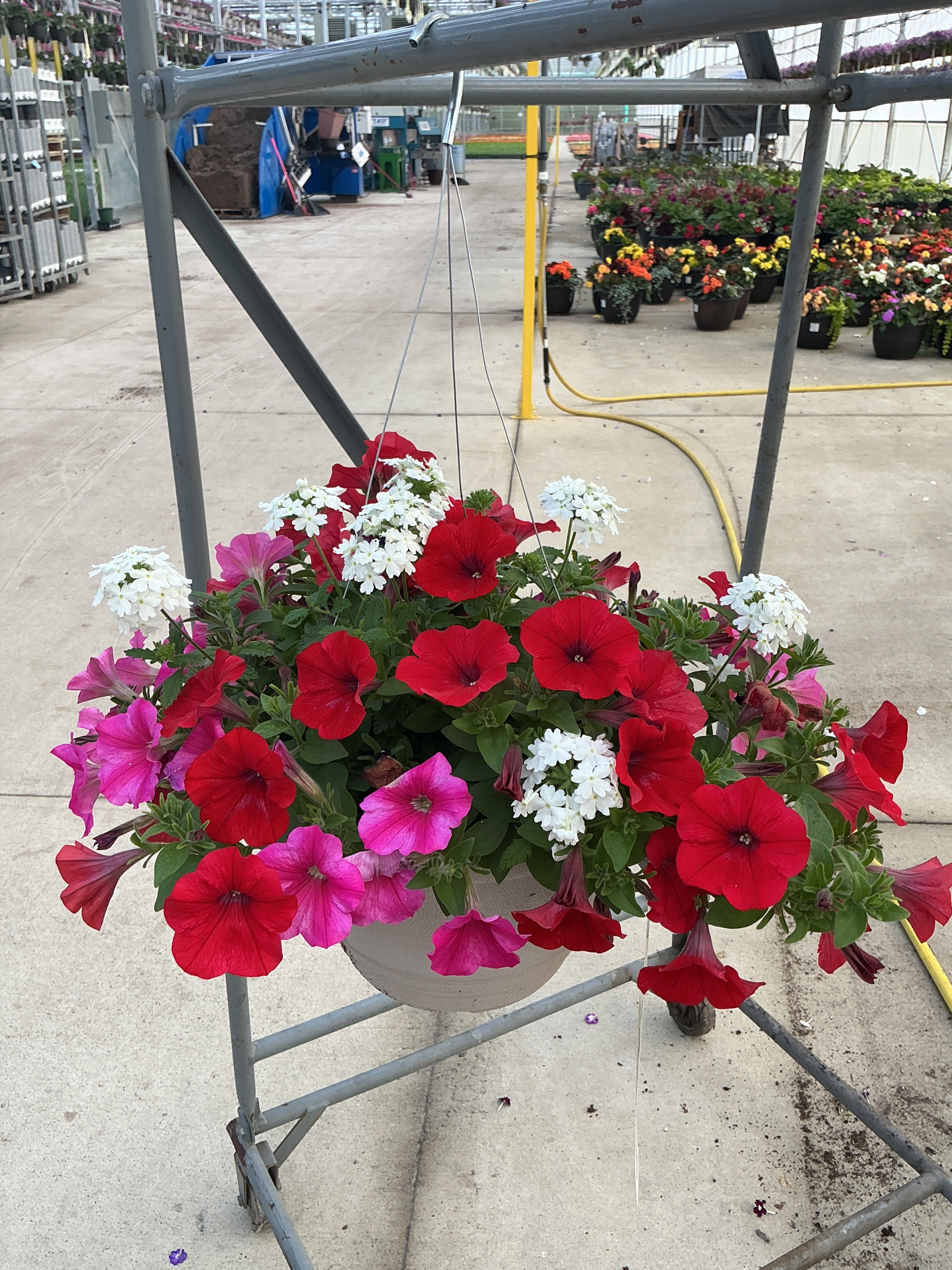 112 Liberty Bell - 11" Hanging Basket