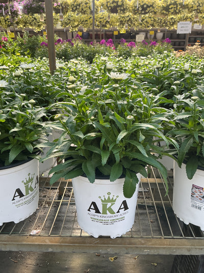 Leucanthemum Shasta Daisy Snowcap