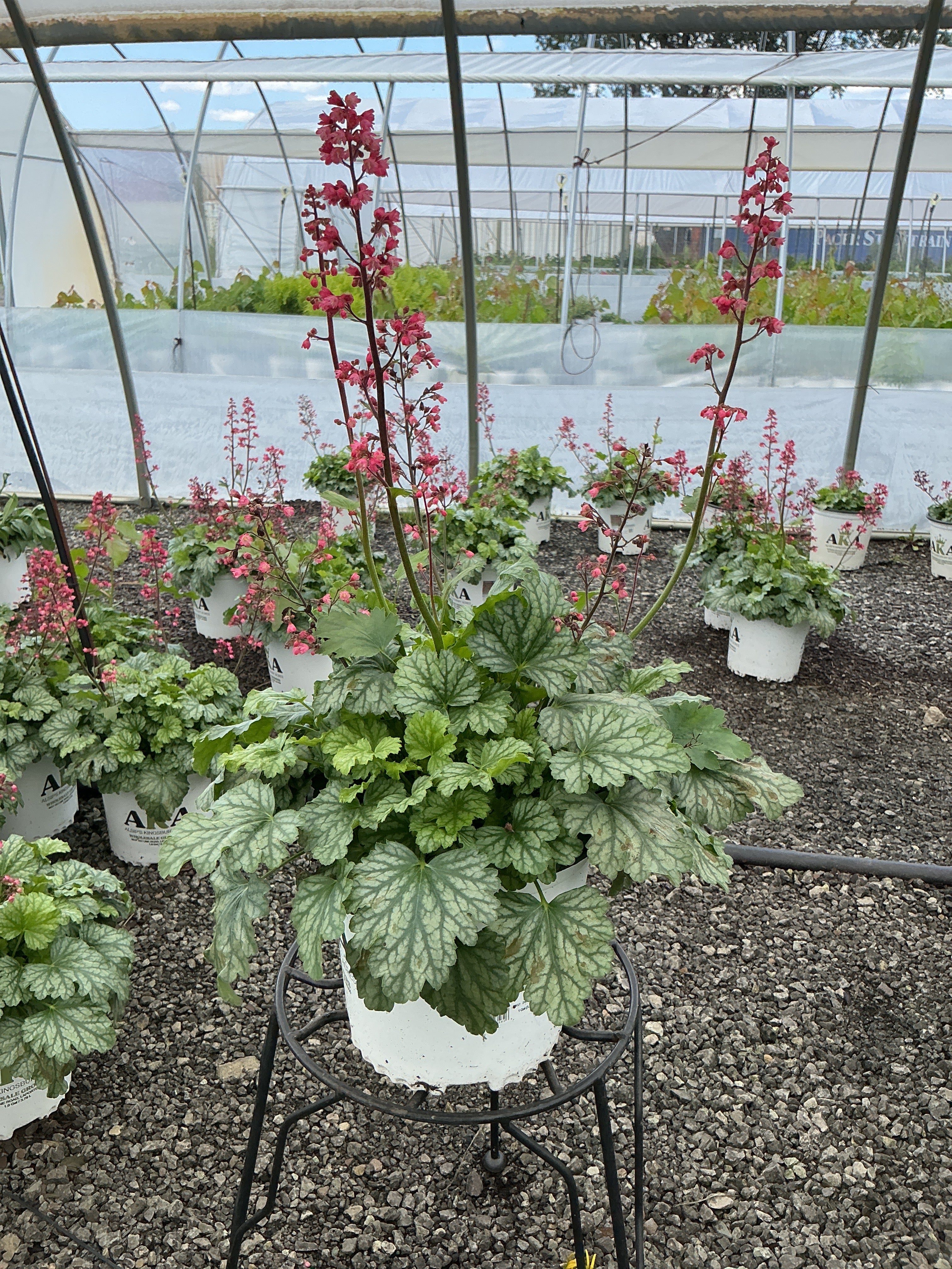 Heuchera Coral Bell Paris