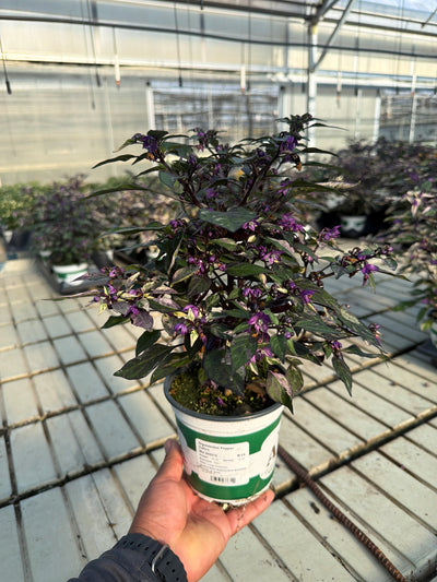 Calico Ornamental Pepper - 5" Fall Annuals