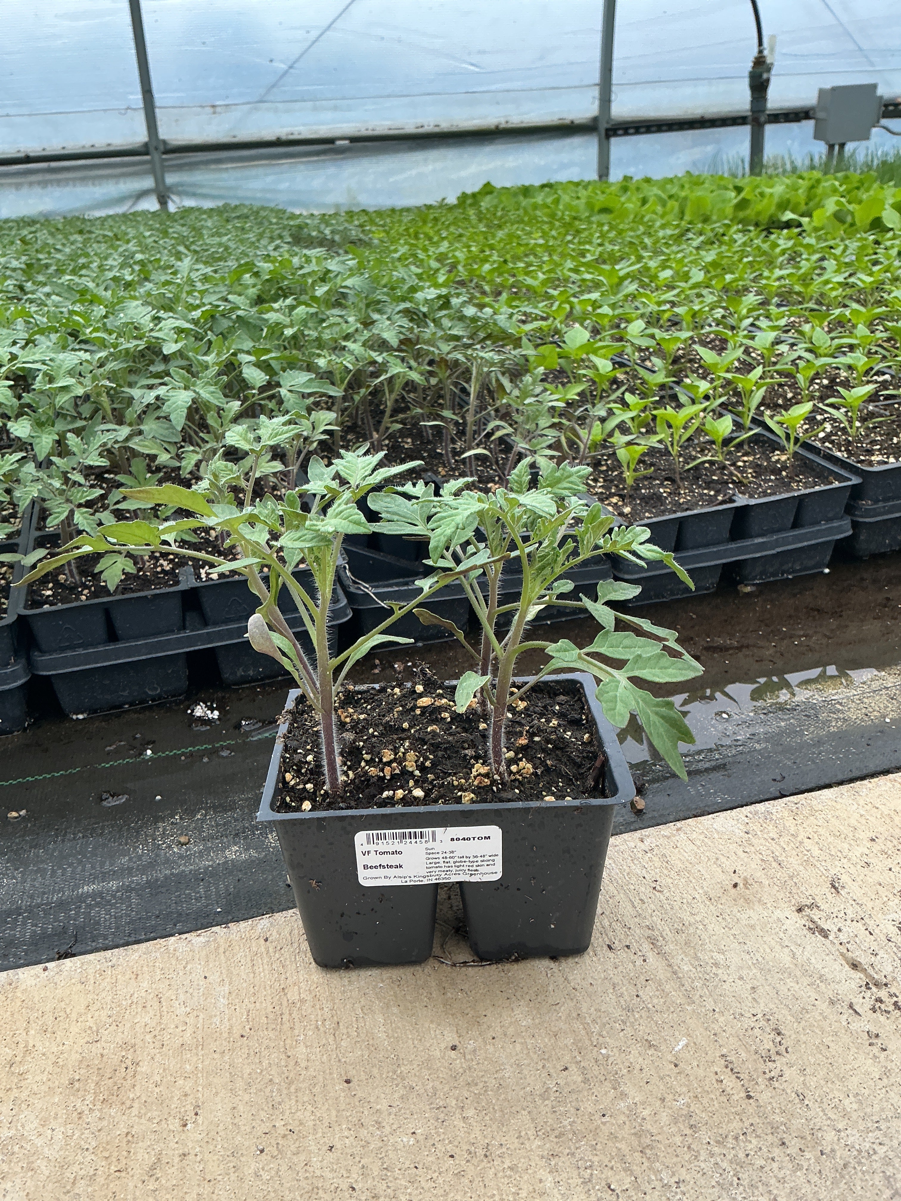 Tomato Beefsteak - 4 Pack Vegetable