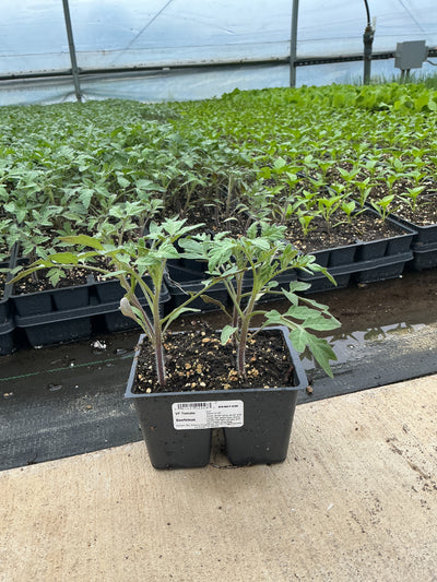 Tomato Beefsteak - 4 Pack Vegetable