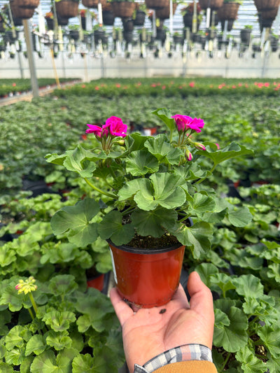 Geranium Dynamo Purple Sizzle - 4.33" Premium Annual