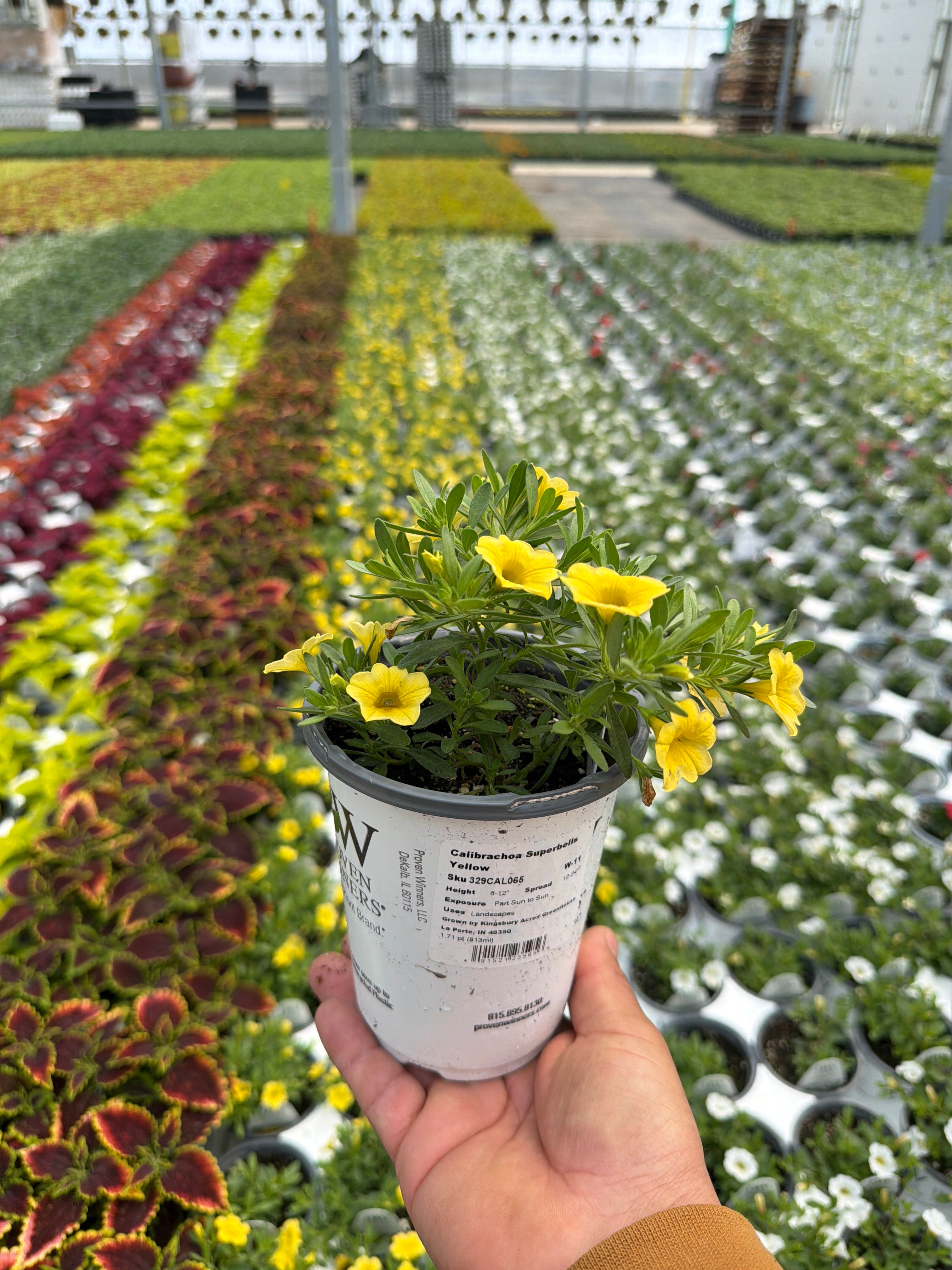 Calibrachoa Superbells Yellow - 4.25" Proven Winners Annual