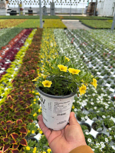 Calibrachoa Superbells Yellow - 4.25" Proven Winners Annual