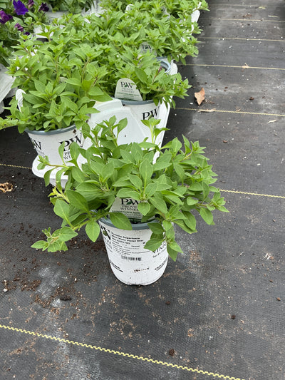 Petunia Supertunia Mini Vista Violet Star - 4.25" Proven Winners Annual